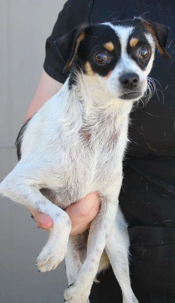 An adult small-sized male Chihuahua dog named Jacob for adoption in Vacaville, CA
