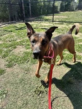 An adult large-sized female Mixed Breed dog named Diva for adoption in West Chester, PA