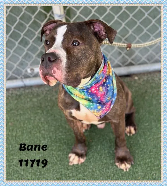 Bane See Also Grizzly thumbnail 2