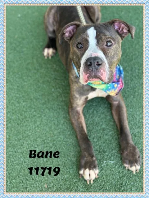 Bane See Also Grizzly thumbnail 3