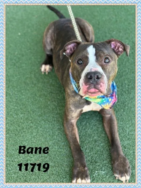 Bane See Also Grizzly thumbnail 4