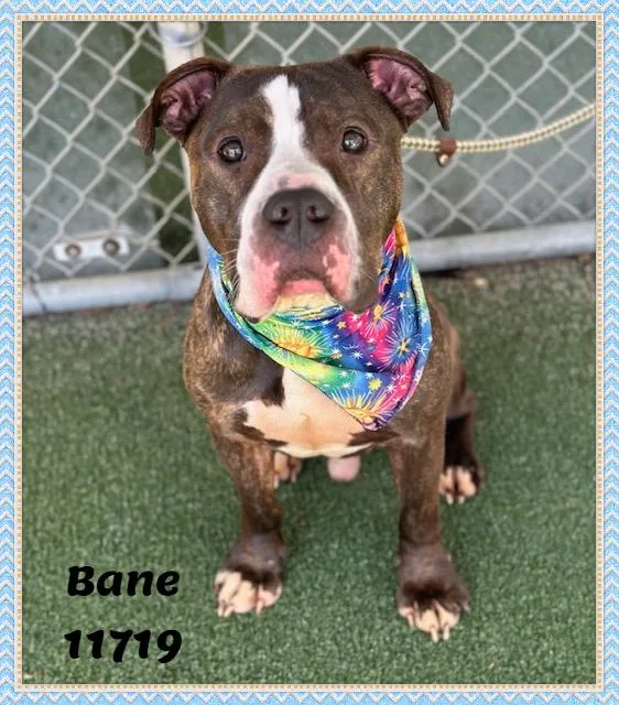 Bane See Also Grizzly thumbnail 5