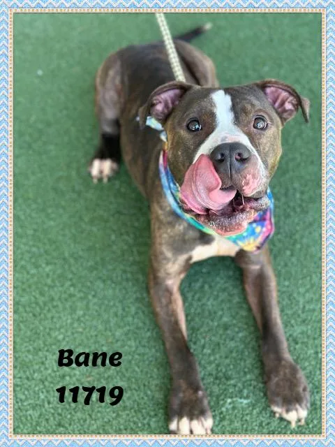 Bane See Also Grizzly