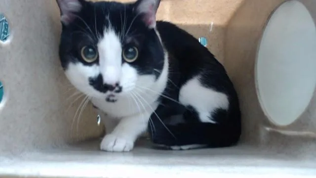 A young medium-sized male Domestic Short Hair cat named Elvis for adoption in Downey, CA