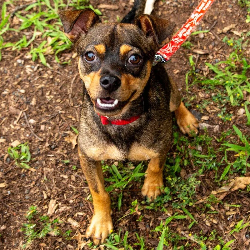 A young small-sized male Chihuahua dog named Doug E. Fresh for adoption in Bloomfield, CT