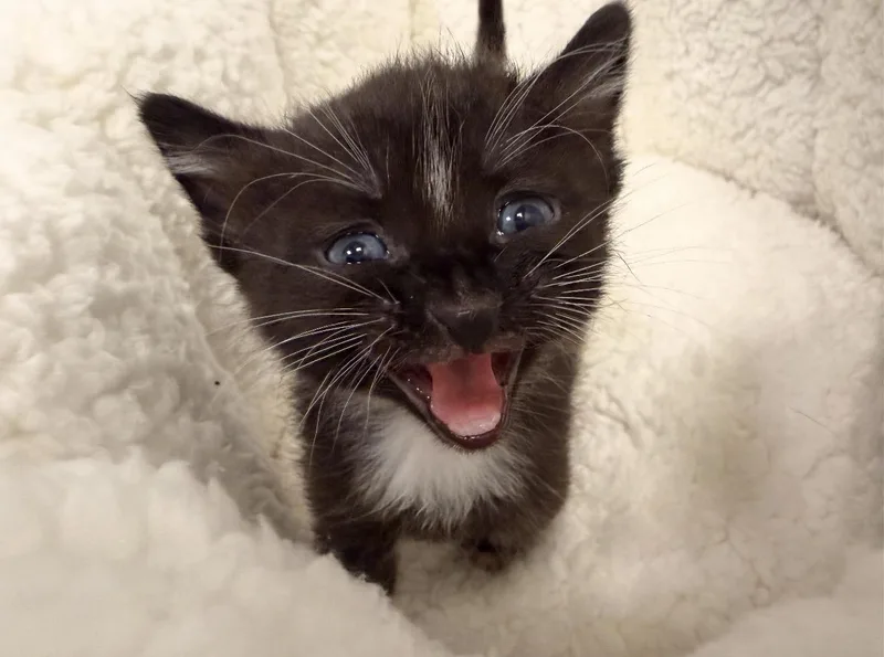 A baby medium-sized female Black & White / Tuxedo Domestic Short Hair cat named Minnie for adoption in Batesville, AR
