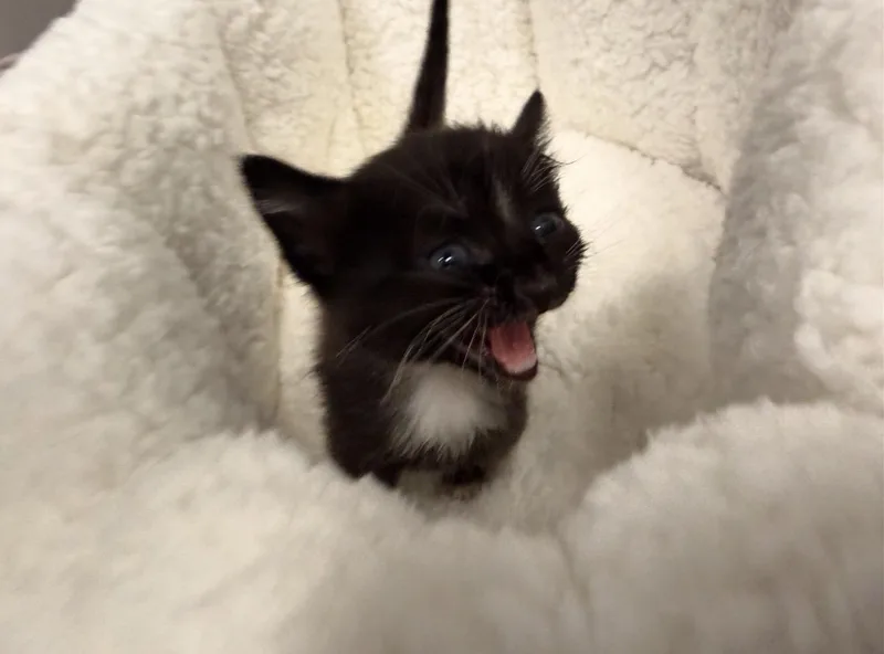 Minnie thumbnail 3