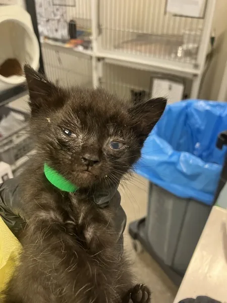 A baby medium-sized female Domestic Short Hair cat named Pancake for adoption in Napa, CA