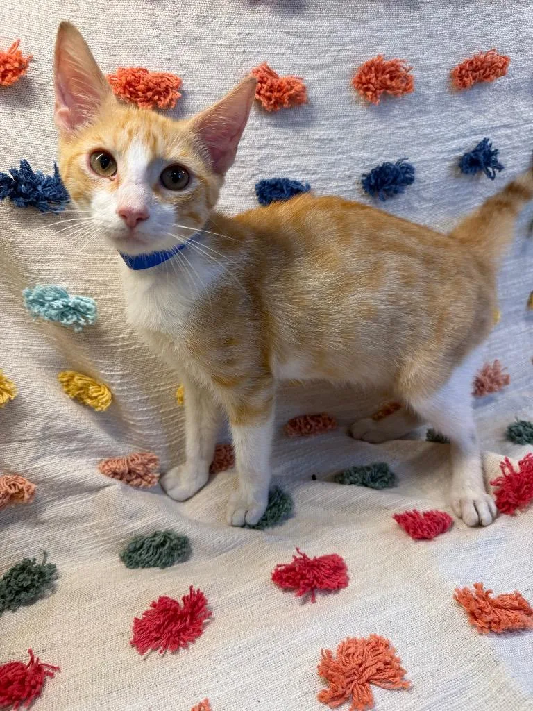 A baby medium-sized male Domestic Short Hair cat named Raven PA for adoption in Denham Springs, LA
