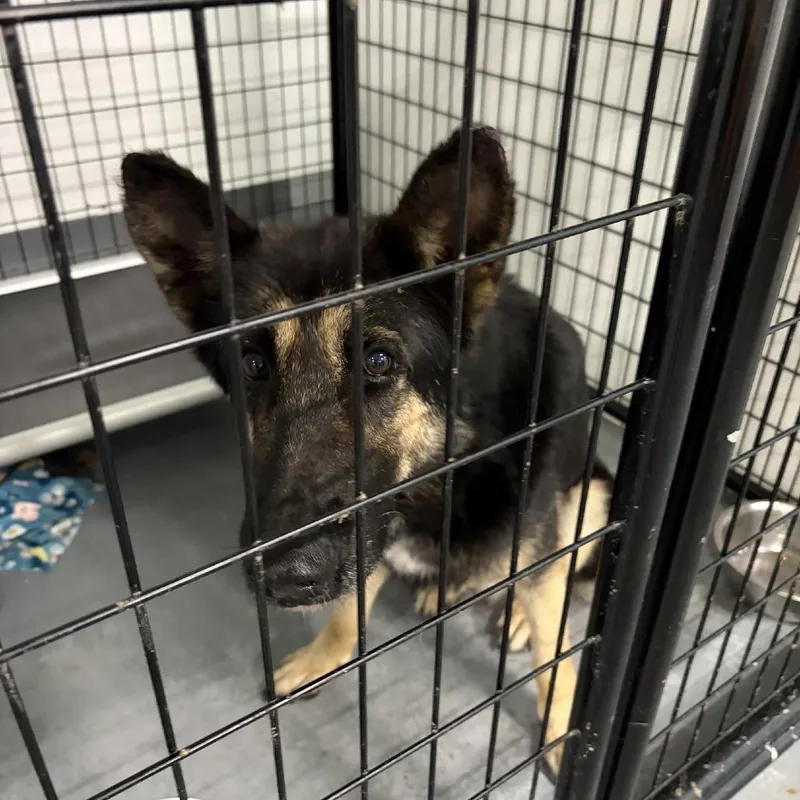 An adult large-sized male Black German Shepherd Dog dog named Mission for adoption in St. Louis, MO