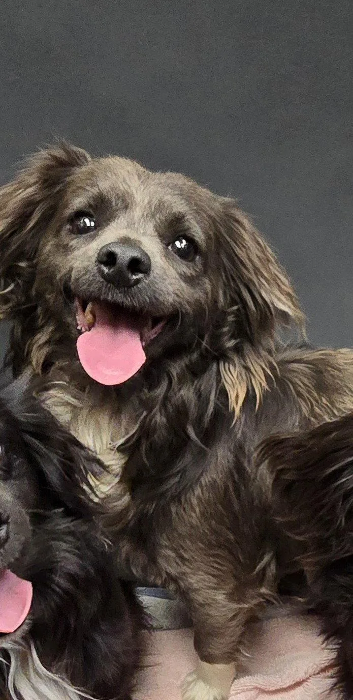 A young small-sized female Dachshund dog named Hazel for adoption in Austin, TX