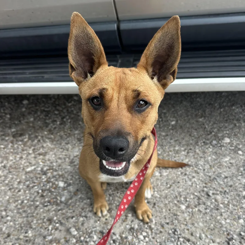 Penelope