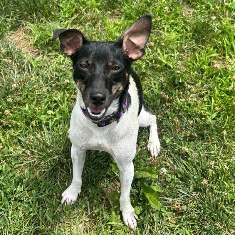 A young small-sized female Black Rat Terrier dog named Oakley for adoption in Waynesboro, PA