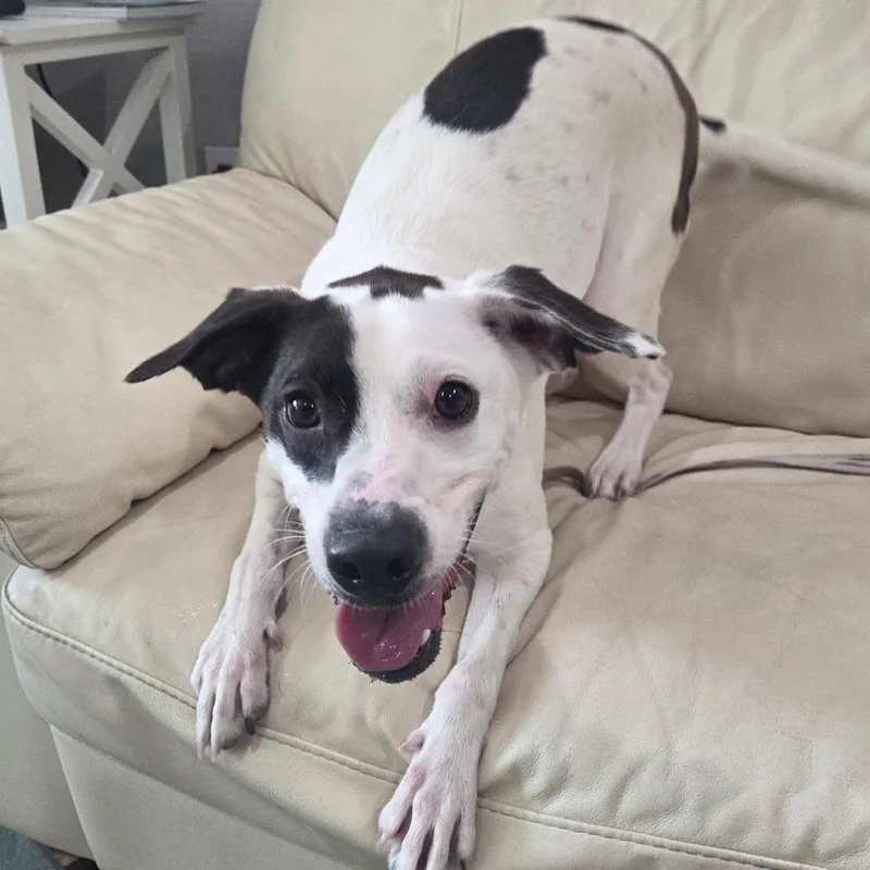 An adult medium-sized male White / Cream Mixed Breed dog named Oliver for adoption in Bradenton, FL