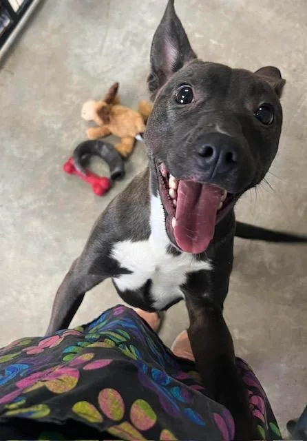 A young medium-sized female Black Jack Russell Terrier dog named Luna for adoption in Archbold , OH