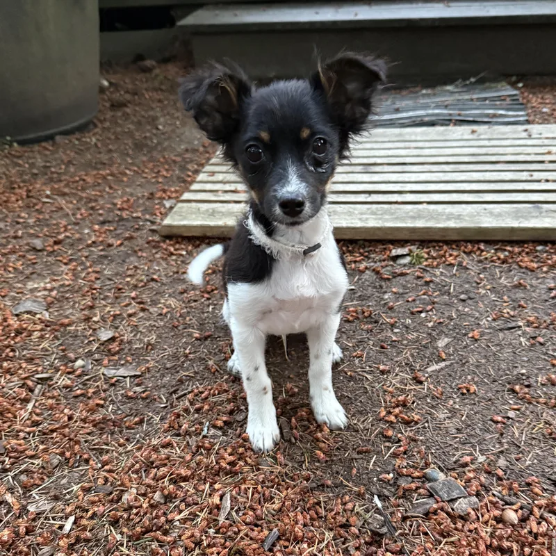 A young small-sized male Tricolor (Brown, Black, & White) Terrier dog named Tippy for adoption in Gig Harbor, WA