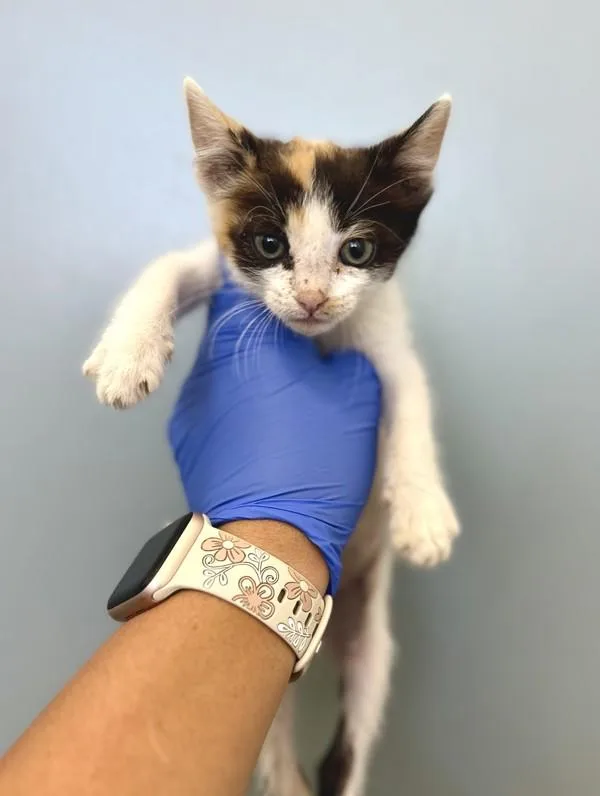 A baby small-sized female Domestic Short Hair cat named Jessie for adoption in Victorville, CA