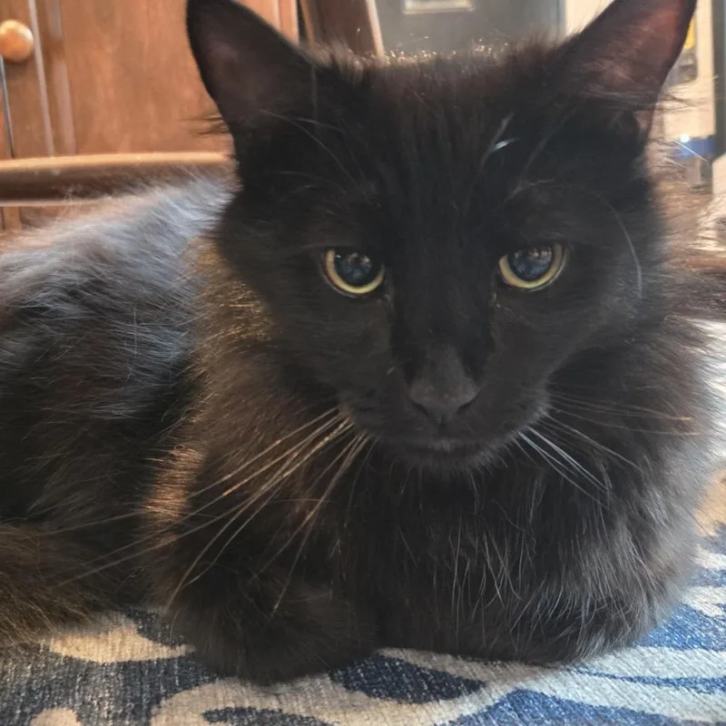 A young large-sized male Black Domestic Medium Hair cat named Cousin Fred  Twice for adoption in Gibsonia, PA