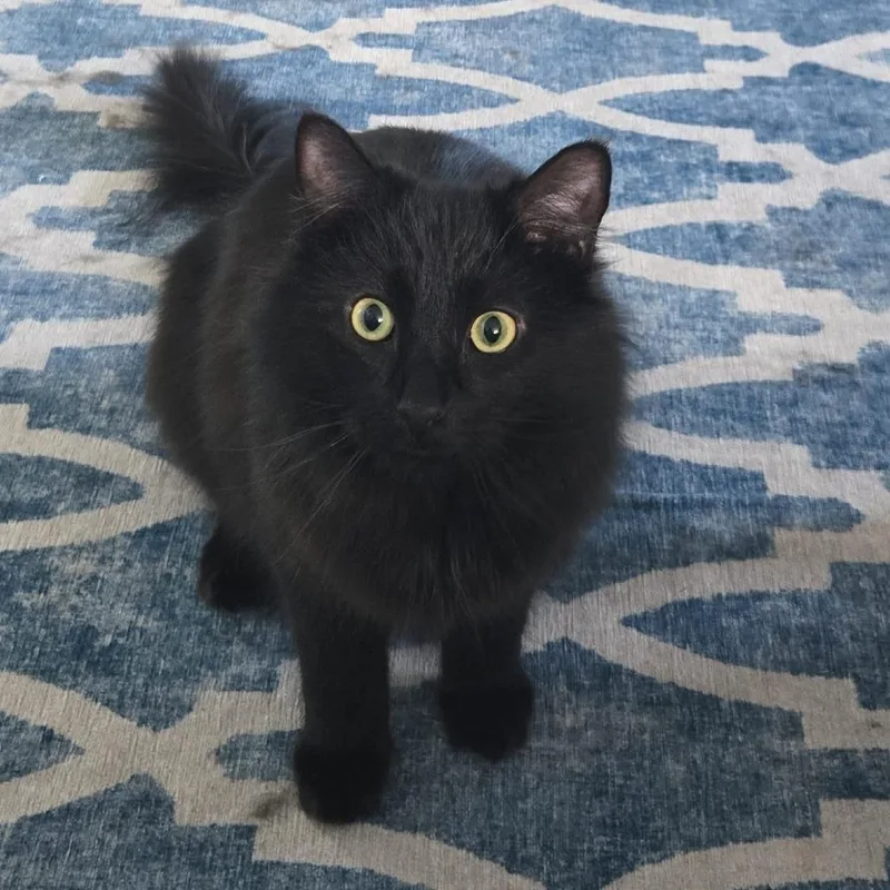 Cousin Fred  Twice thumbnail 2