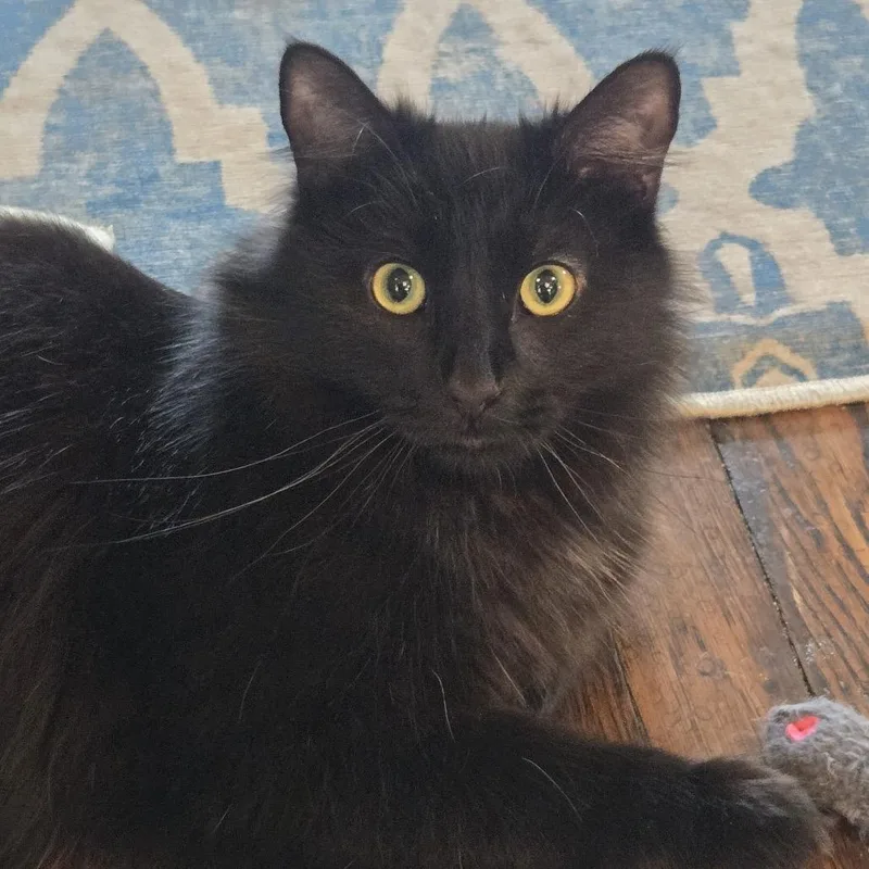 Cousin Fred  Twice thumbnail 3