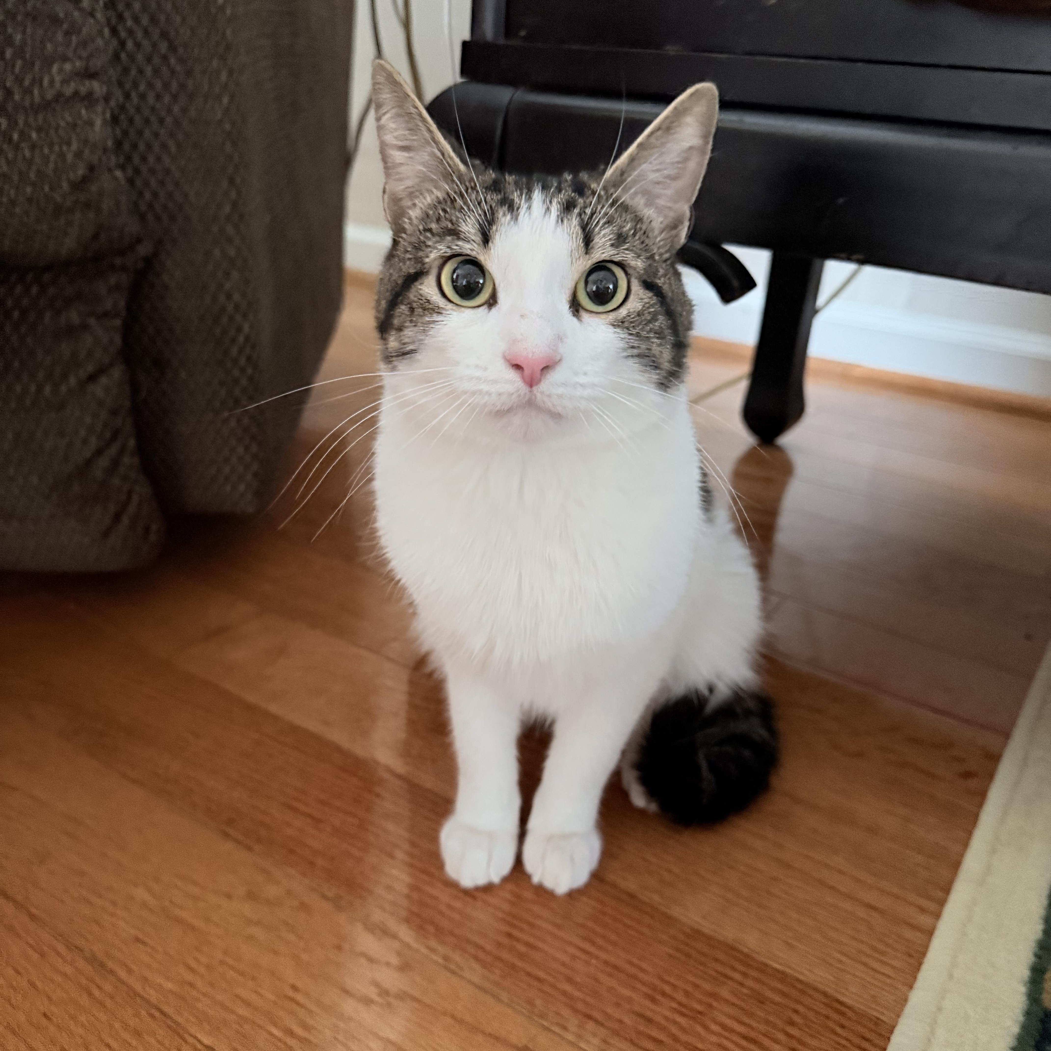 A young medium-sized male Tabby (Gray / Blue / Silver) American Shorthair cat named Roku and Hulu for adoption in Philadelphia, PA