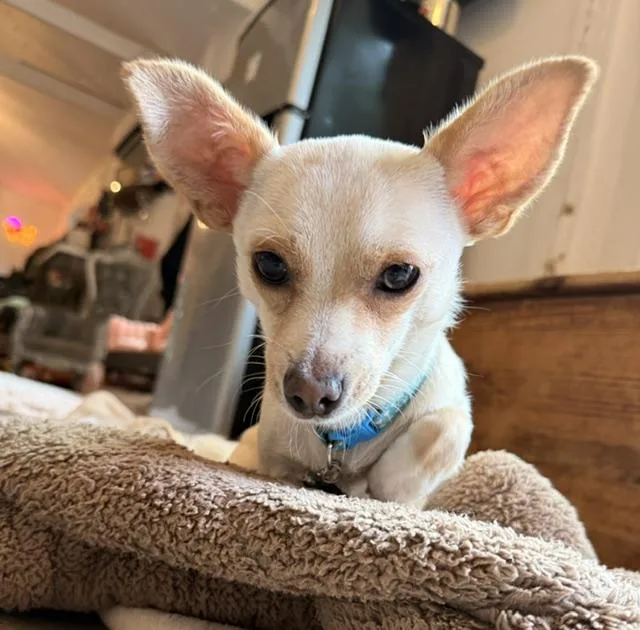 An adult small-sized male Chihuahua dog named Gator for adoption in Santa Rosa, CA