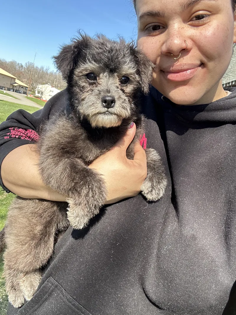 A baby small-sized female Gray / Blue / Silver Poodle dog named Flee for adoption in Montclair, NJ