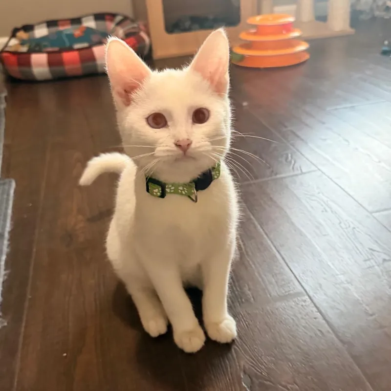 A baby small-sized male Domestic Short Hair cat named Dorian Gray for adoption in Chaska, MN