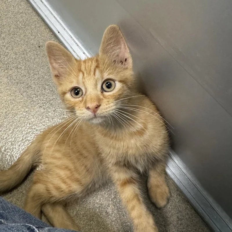 A baby small-sized male Orange / Red Domestic Medium Hair cat named Millie for adoption in Fredericksburg, VA