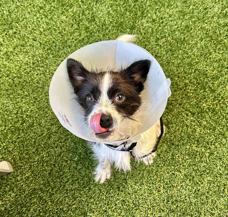 A young small-sized male Terrier dog named Cheerio for adoption in Burlingame, CA