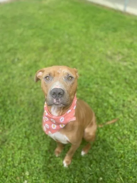 An adult medium-sized female Red / Chestnut / Orange Pit Bull Terrier dog named Trinity for adoption in Fayetteville, AR