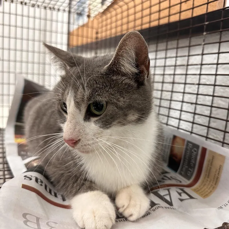 An adult medium-sized female Gray / Blue / Silver Domestic Short Hair cat named Odette for adoption in Leander, TX