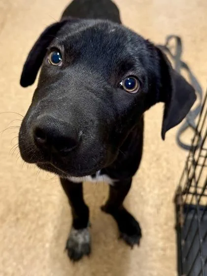 A young medium-sized male Shepherd dog named Sergy for adoption in San Antonio, TX