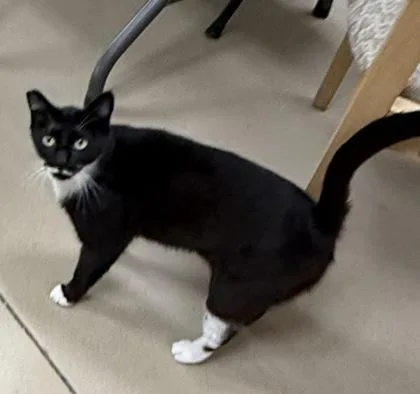 A young small-sized female Domestic Short Hair cat named Sookie for adoption in Wilkesboro, NC