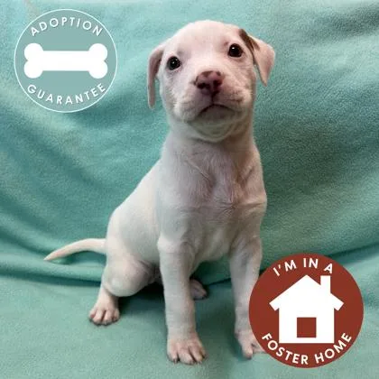 A baby medium-sized female Mixed Breed dog named Tanya for adoption in Janesville, WI