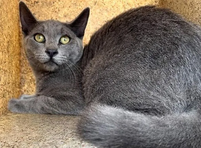 A baby small-sized male Gray / Blue / Silver Domestic Short Hair cat named Frank for adoption in Pasadena, CA