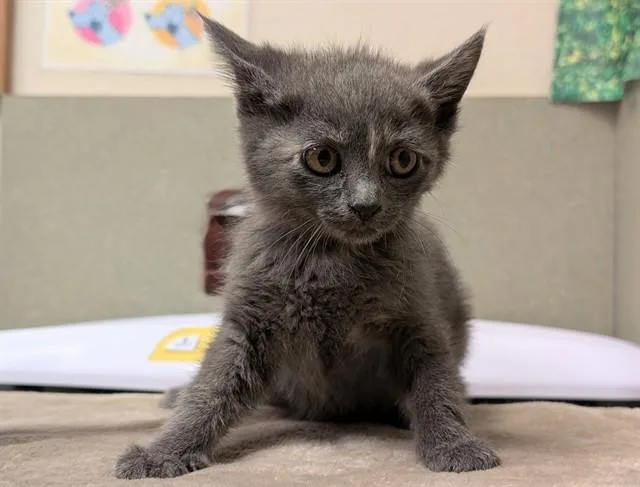 A baby small-sized female Domestic Short Hair cat named A for adoption in Moreno Valley, CA