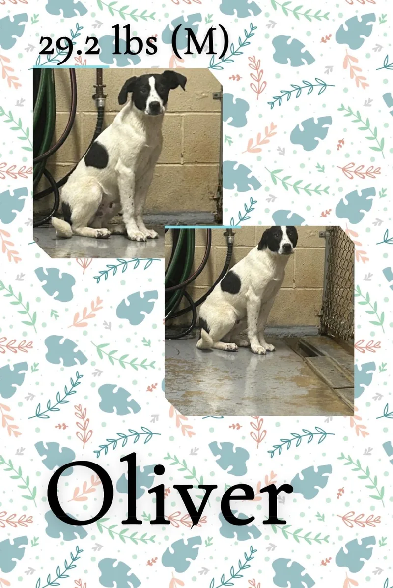 A young medium-sized male White / Cream Coonhound dog named Oliver for adoption in McArthur, OH