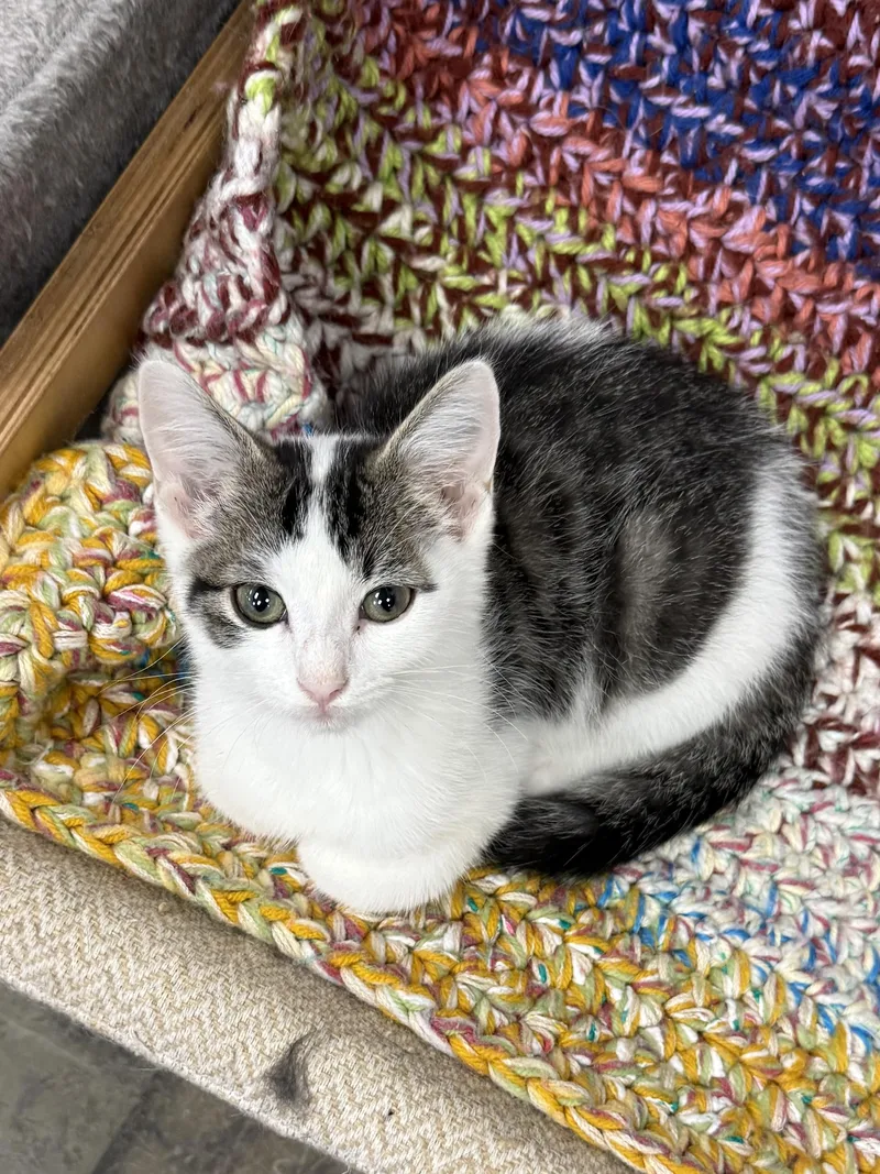 A baby medium-sized male Domestic Short Hair cat named Coupon for adoption in Hamburg, NY