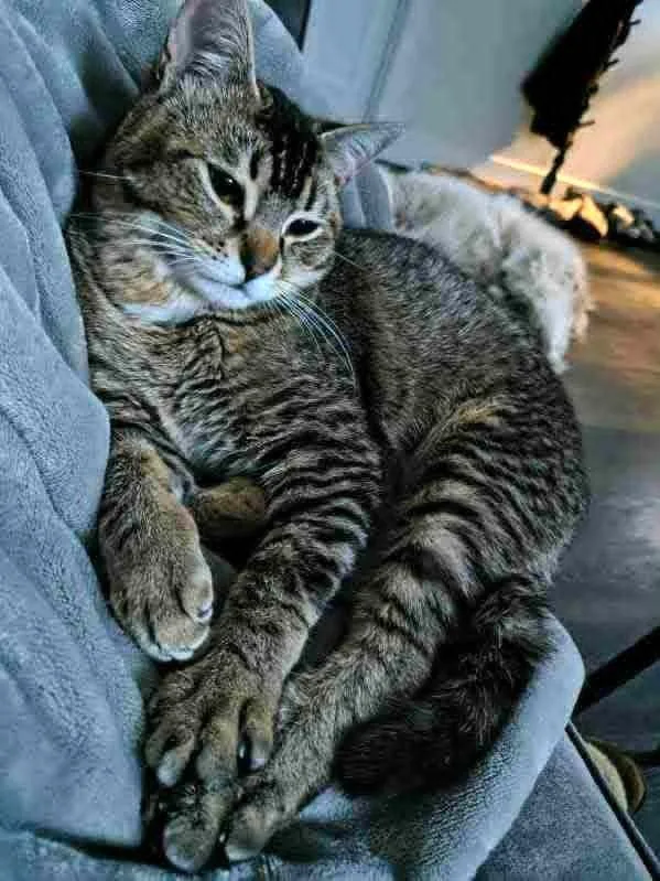 An adult medium-sized female Tabby (Gray / Blue / Silver) Domestic Short Hair cat named Kupara for adoption in Anchorage, AK