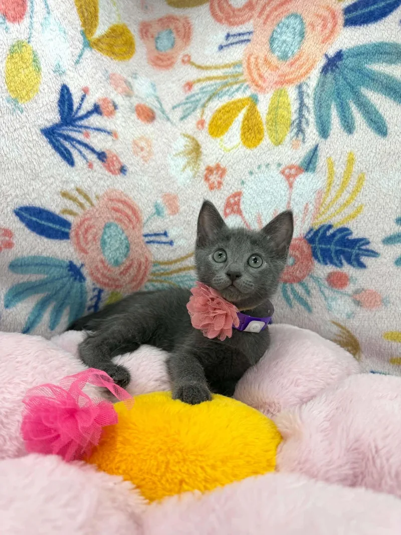 A baby small-sized female Russian Blue cat named Francesca for adoption in Tavares, FL