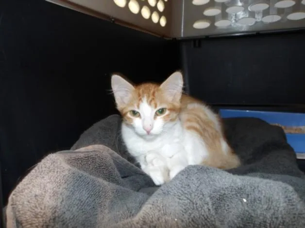 A baby medium-sized female Domestic Short Hair cat named Jelly for adoption in Chatsworth, CA