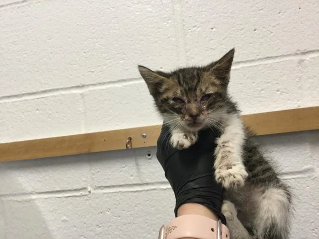A baby small-sized male Domestic Short Hair cat named Zeus for adoption in Thousand Palms, CA