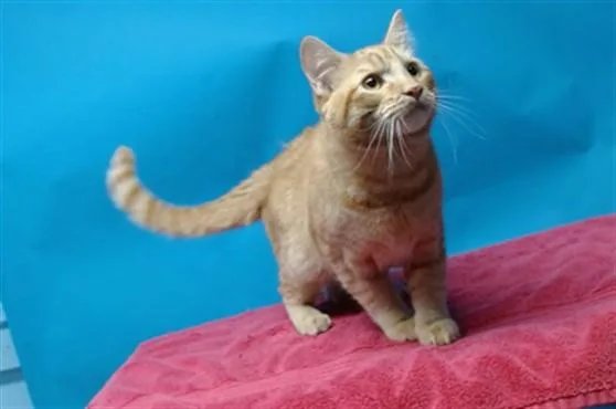 A young medium-sized male Domestic Short Hair cat named Simba for adoption in Gardena, CA