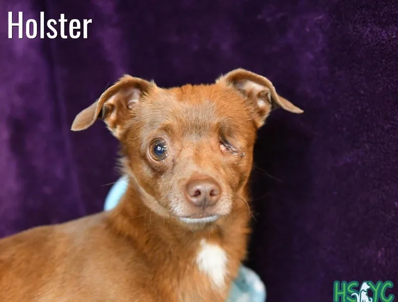 An adult medium-sized male Chihuahua dog named Holster for adoption in Fort Mill, SC