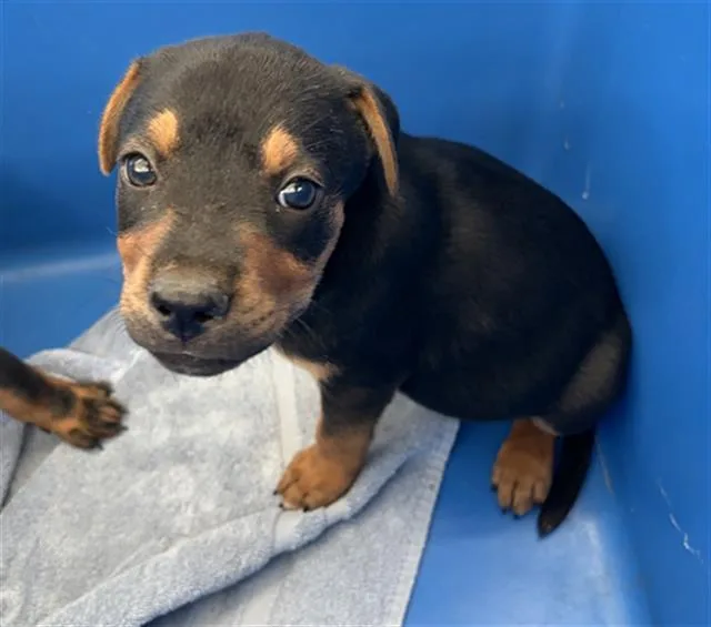 A baby large-sized male Mixed Breed dog named Kevin for adoption in Dallas, TX