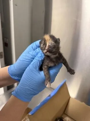 A baby small-sized female Domestic Short Hair cat named Nancy Wheeler for adoption in Fresno, CA