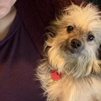 An adult small-sized female Yellow / Tan / Blond / Fawn Terrier dog named Baby for adoption in Delaware, OH