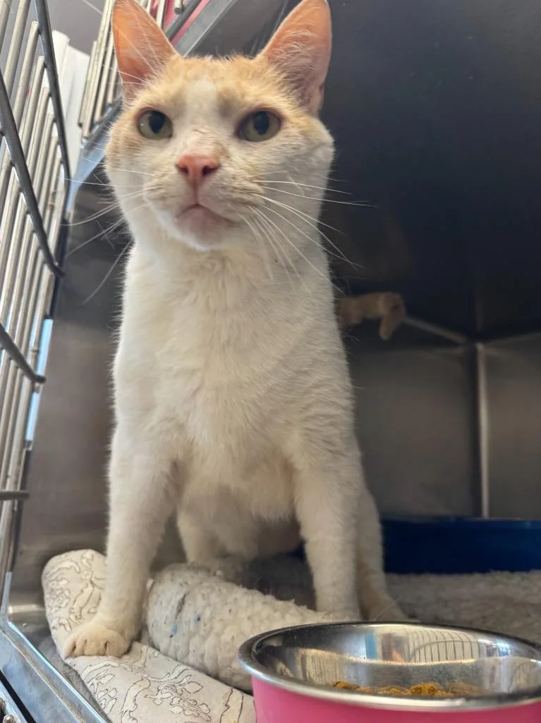 A young medium-sized male Tabby (Buff / Tan / Fawn) Tabby cat named John Hamm for adoption in New Kensington, PA