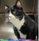 A senior medium-sized female Black & White / Tuxedo Domestic Short Hair cat named Lilo for adoption in Moline, IL
